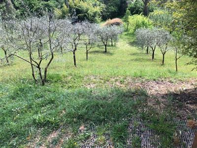terreno agricolo in vendita a Poggibonsi in zona Bellavista