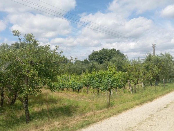terreno agricolo in vendita a Poggibonsi in zona Bellavista