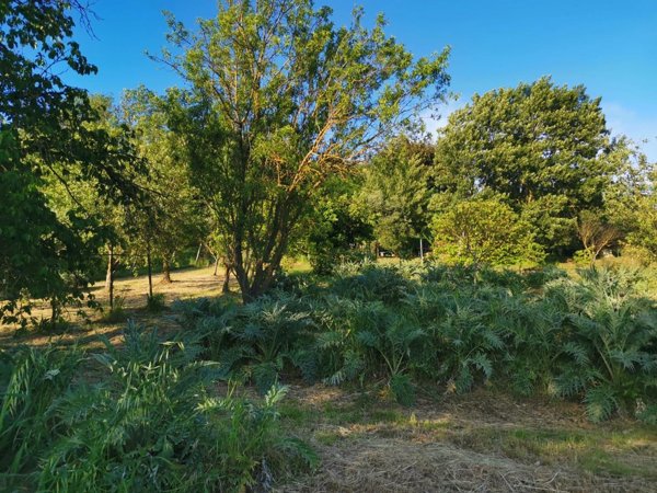 terreno agricolo in vendita a Poggibonsi