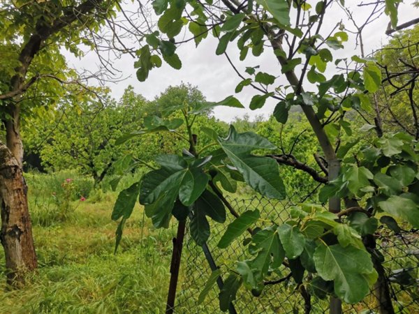 terreno agricolo in vendita a Poggibonsi
