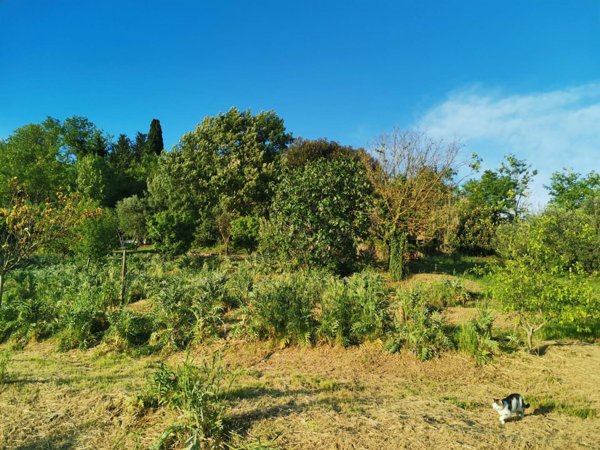 terreno agricolo in vendita a Poggibonsi