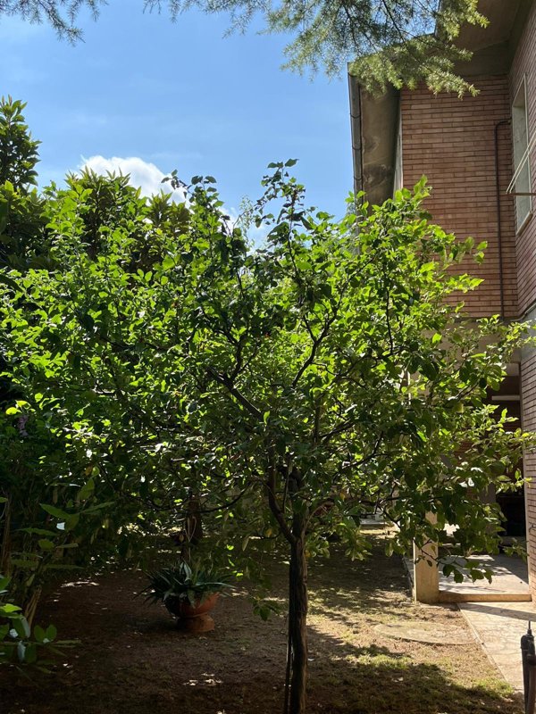 casa indipendente in vendita a Poggibonsi in zona Centro Storico