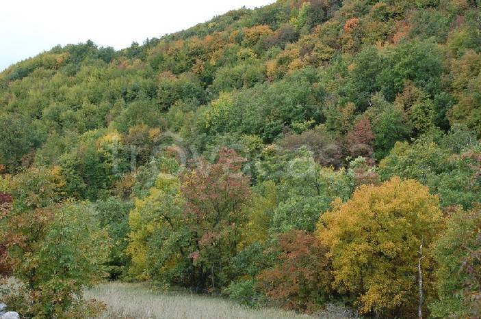 terreno agricolo in vendita a Radda in Chianti