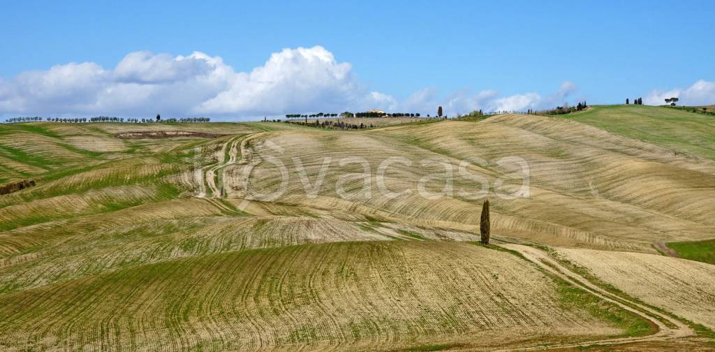 terreno agricolo in vendita a Radicofani