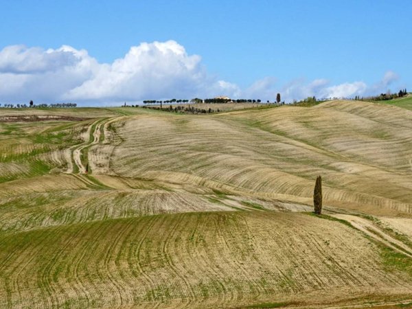 terreno agricolo in vendita a Radicofani