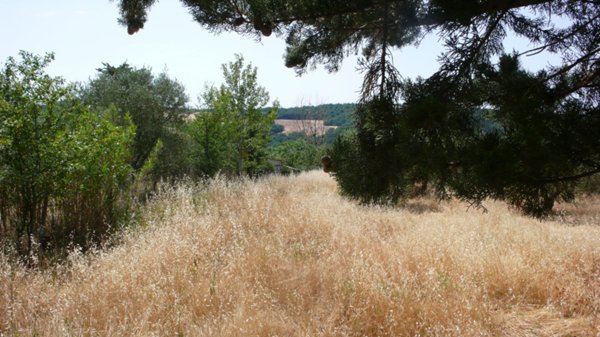casale in vendita a Radicofani in zona Contignano