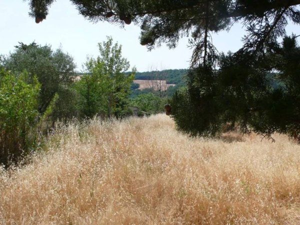 casale in vendita a Radicofani in zona Contignano