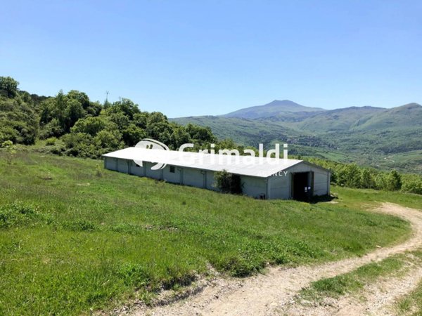 terreno agricolo in vendita a Radicofani