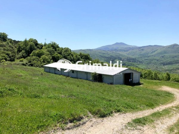 terreno agricolo in vendita a Radicofani