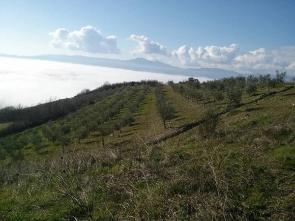 azienda agricola in vendita a San Casciano dei Bagni