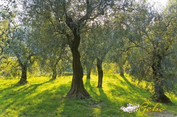 appartamento in vendita a San Gimignano