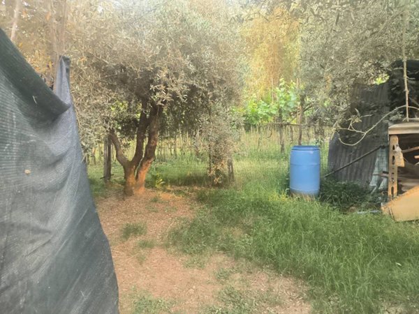 terreno agricolo in vendita a San Gimignano