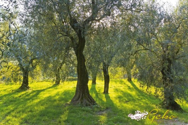 terreno agricolo in vendita a San Gimignano