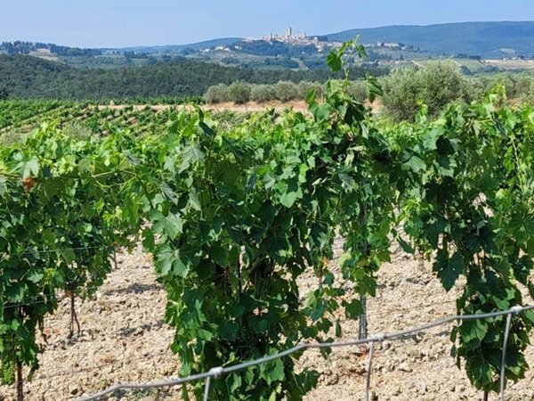 terreno agricolo in vendita a San Gimignano