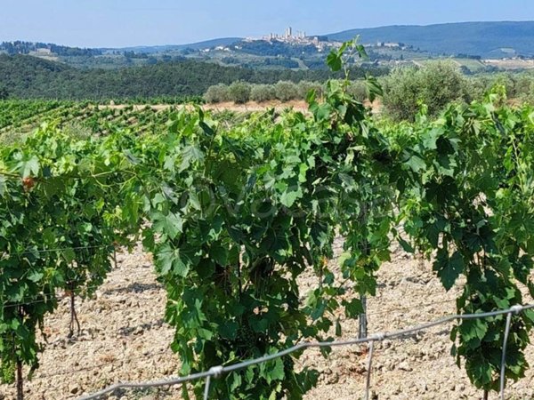 terreno agricolo in vendita a San Gimignano