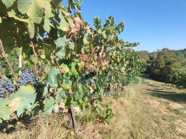 terreno agricolo in vendita a San Gimignano
