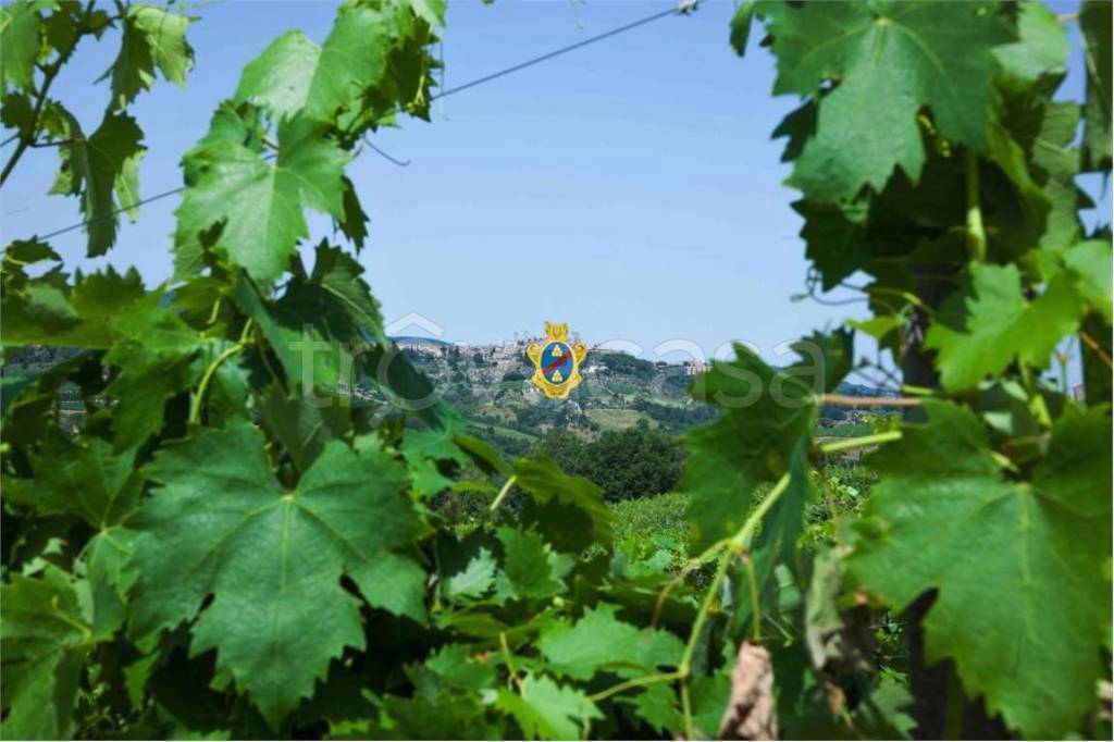 azienda agricola in vendita a San Gimignano