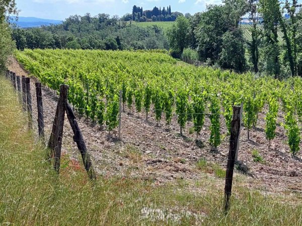 terreno agricolo in vendita a San Gimignano