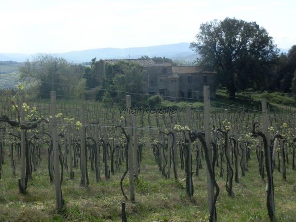 azienda agricola in vendita a San Gimignano