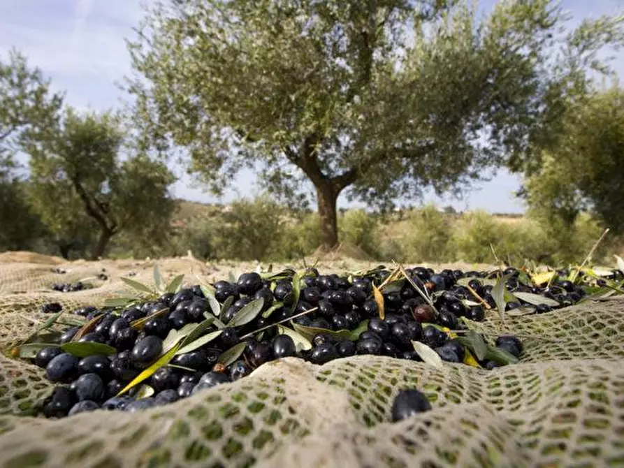 terreno agricolo in vendita a Sarteano