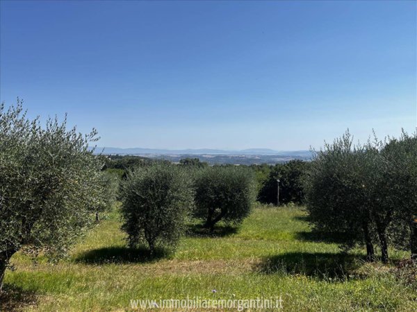 terreno agricolo in vendita a Sarteano