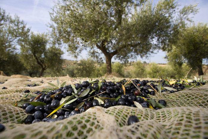 terreno agricolo in vendita a Sarteano