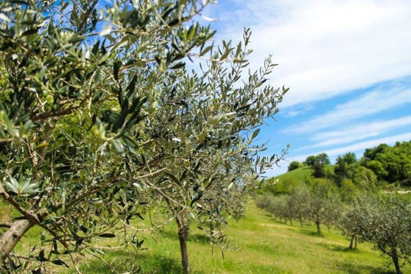 terreno agricolo in vendita a Sarteano