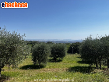 terreno agricolo in vendita a Sarteano