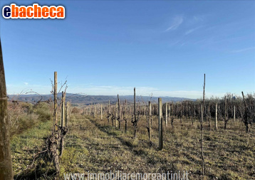 terreno agricolo in vendita a Sarteano