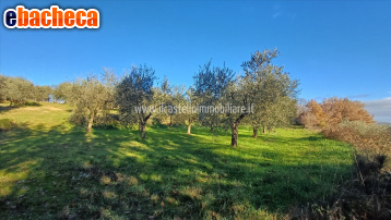 terreno agricolo in vendita a Sarteano