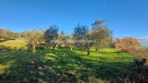 terreno agricolo in vendita a Sarteano