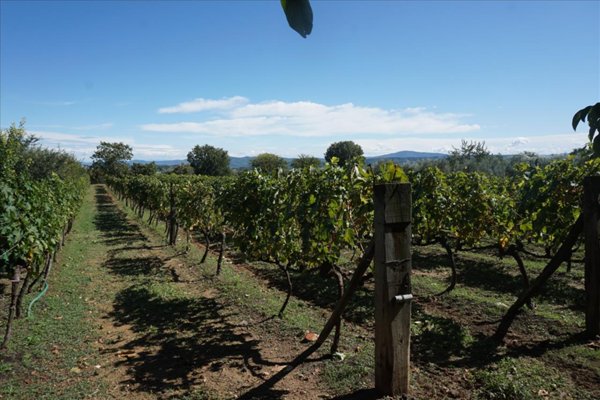 terreno agricolo in vendita a Sarteano