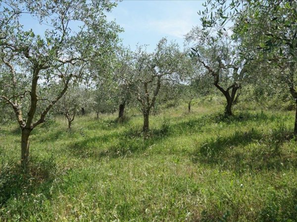 terreno agricolo in vendita a Sarteano