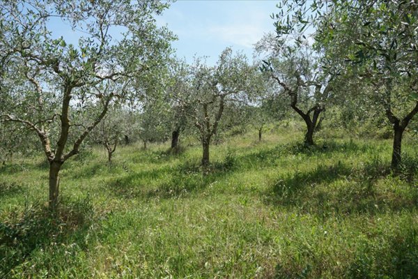 terreno agricolo in vendita a Sarteano