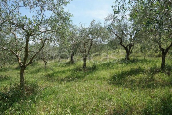 terreno agricolo in vendita a Sarteano