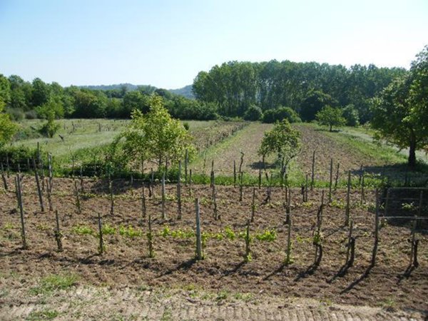 terreno agricolo in vendita a Sarteano in zona Castiglioncello del Trinoro