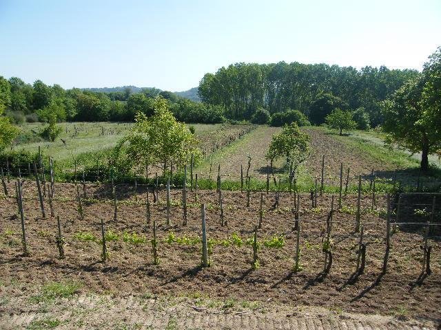 terreno in vendita a Sarteano in zona Castiglioncello del Trinoro