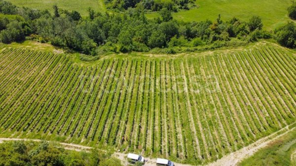 terreno agricolo in vendita a Sinalunga