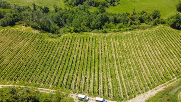 terreno agricolo in vendita a Sinalunga in zona Farnetella