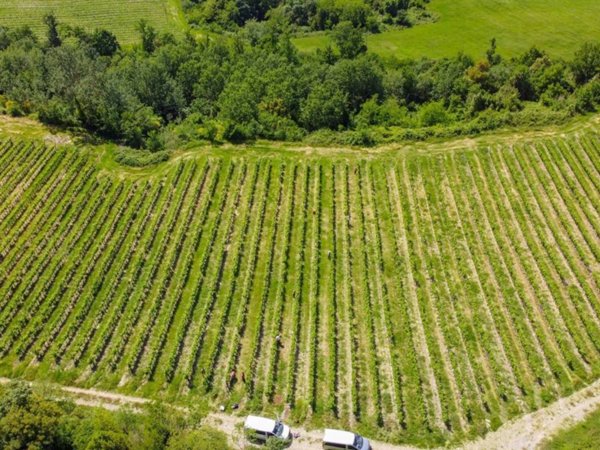 terreno agricolo in vendita a Sinalunga