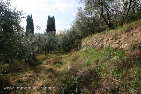 terreno agricolo in vendita a Sinalunga