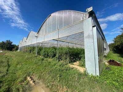 terreno agricolo in vendita a Sinalunga
