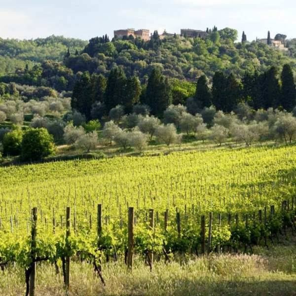azienda agricola in vendita a Sinalunga