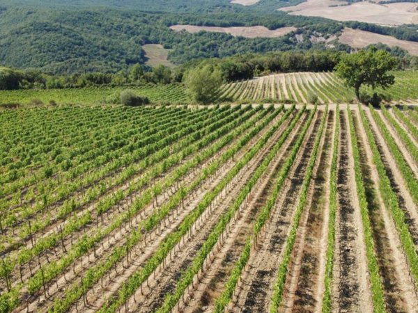 terreno agricolo in vendita a Sinalunga