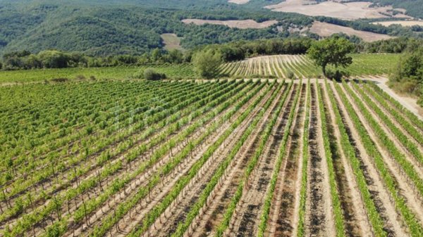 terreno agricolo in vendita a Sinalunga