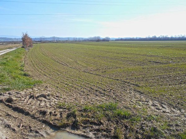 terreno agricolo in vendita a Sinalunga in zona Bettolle