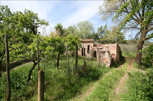 terreno agricolo in vendita a Sinalunga