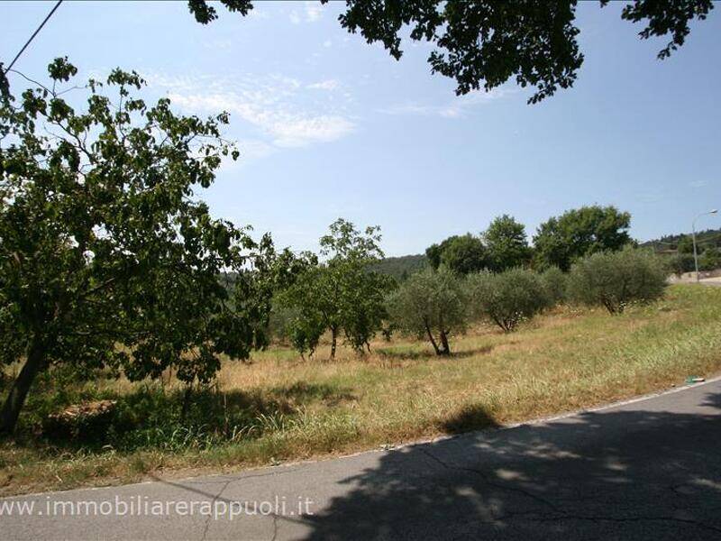 terreno agricolo in vendita a Sinalunga in zona Scrofiano