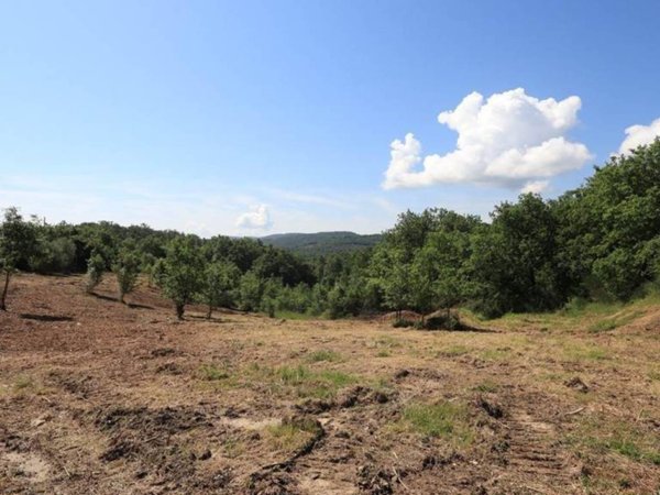 terreno agricolo in vendita a Sinalunga