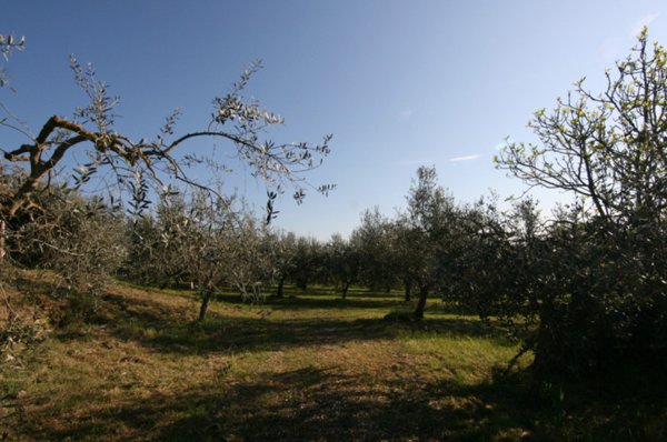 casa indipendente in vendita a Sinalunga in zona Scrofiano